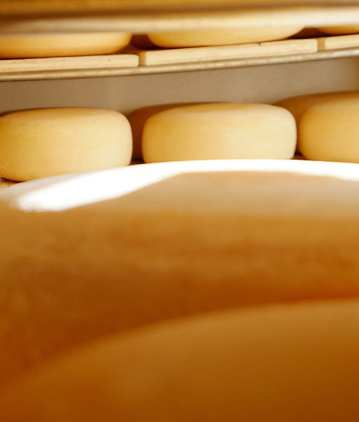 Senfkäse